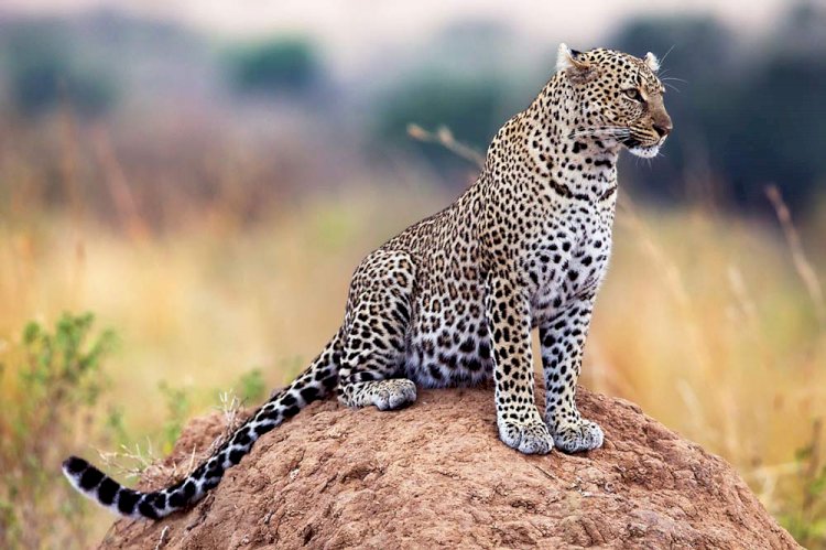 ‘Sole’ Thar leopard killed by villagers