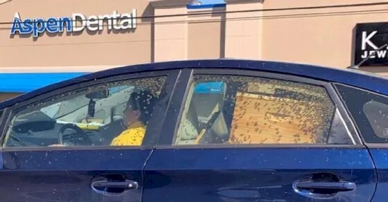 Woman Drives A Car With Swarm Of Bees, Photo Goes Viral