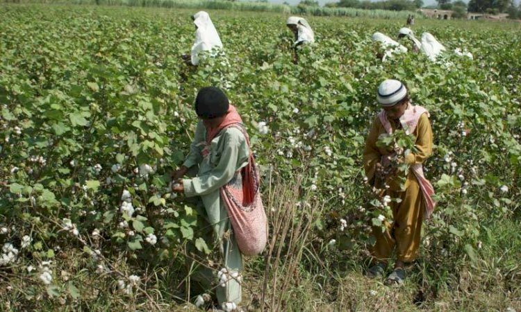 Growers Not Too Keen On Cotton Despite Punjab Govt Measures