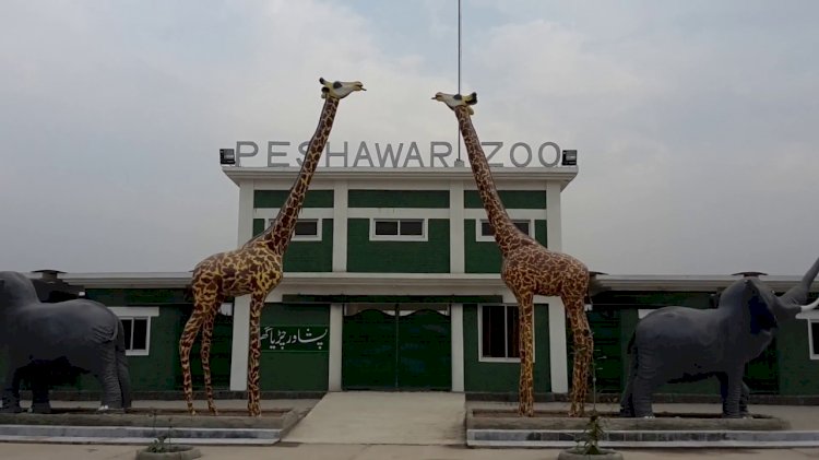 PHC Seeks Report On Animal Deaths In Peshawar Zoo